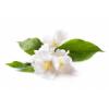 Flavor :  Jasmine by FlavourArt