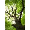Flavor :  Oak Wood by FlavourArt