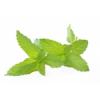 Flavor :  Mild Winter (peppermint) by FlavourArt