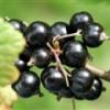 Flavor :  Black Currant par FLAVOUR FOG