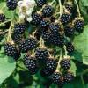 Flavor :  Blackberry by Flavour Fog