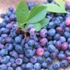 Flavor :  Blueberry by Flavour Fog