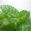 Flavor :  Liquid Stevia by Flavour Fog