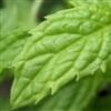Flavor :  Spearmint by Flavour Fog