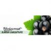 Flavor :  Blackcurrant by Flavours Lab