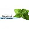 Flavor :  Peppermint by Flavours Lab