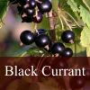 Flavor :  Black Currant by Fly me to Mars