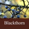 Flavor :  Blackthorn by Fly me to Mars