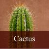 Flavor :  Cactus by Fly me to Mars