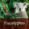 Flavor :  Eucalyptus by Fly me to Mars