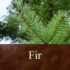 Flavor :  Fir by Fly me to Mars