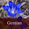 Flavor :  Gentian by Fly me to Mars