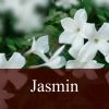 Flavor :  Jasmin by Fly me to Mars