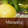 Flavor :  Maracuja by Fly me to Mars