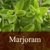Flavor :  Marjoram by Fly me to Mars