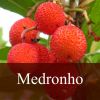 Flavor :  Medronho by Fly me to Mars