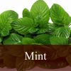 Flavor :  Mint by Fly me to Mars