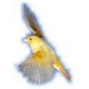 Flavor :  Macerated Canaries by Fumantia