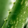 Flavor :  Aloe Vera by Hangsen
