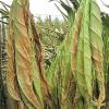 Flavor :  Arabic Tobacco by Hangsen