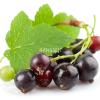 Flavor :  Blackcurrant by Hangsen