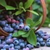 Flavor :  Blueberry by Hangsen