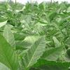 Flavor :  Ch Tobacco by Hangsen