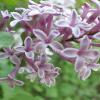 Flavor :  Clove by Hangsen