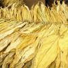 Flavor :  Cuba par HANGSEN