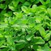 Flavor :  Dromedary Menthol by Hangsen