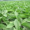 Flavor :  Eastern Tobacco by Hangsen