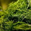 Flavor :  Fennel by Hangsen