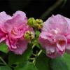 Flavor :  Jamaica Hibiscus by Hangsen