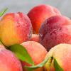 Flavor :  Juicy Peach by Hangsen