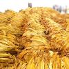 Flavor :  Ko Tobacco by Hangsen