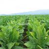 Flavor :  Korean Tobacco by Hangsen