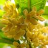Flavor :  Osmanthus Fragrans by Hangsen