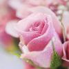 Flavor :  Rose by Hangsen
