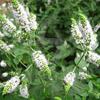Flavor :  Strong Mint by Hangsen