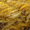 Flavor :  Tobacco Lamel by Hangsen