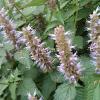 Flavor :  Tobacco Mint by Hangsen