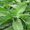 Flavor :  Virginia Tobacco by Hangsen