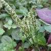 Flavor :  Woodruff by Hangsen