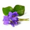 Flavor :  Blue Violet by Herrlan