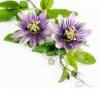Flavor :  Green Passiflora by Herrlan