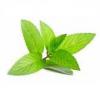 Flavor :  Menthol by Herrlan