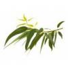 Flavor :  Menthol Eukalyptus by Herrlan