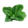 Flavor :  Spearmint by Herrlan