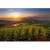 Flavor :  Tabak Pure Virginia by Herrlan