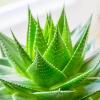 Flavor :  Aloe Vera by HiLIQ